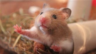 倉鼠不動死了？　他現在發現是冬眠…