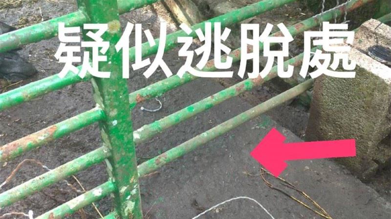 台東利稻小熊「越獄」！咬毀鐵網落跑