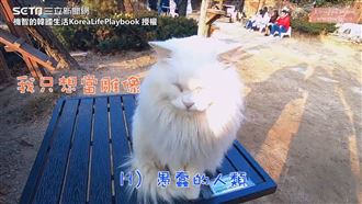 韓國戶外貓皇咖啡廳　犬派立馬變貓奴