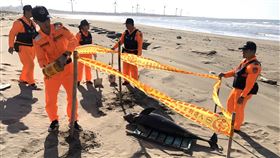 瀕絕江豚陳屍苗栗竹南岸際海巡署中部分署第3岸巡隊3日表示，塭仔頭安檢所守望哨人員2日在守望哨前方沙灘岸際發現1隻死亡鯨豚，經確認為瀕臨絕種保育類動物江豚，長約162公分、寬32公分。（海巡署中區分署第三岸巡隊提供）中央社記者管瑞平傳真　109年1月3日