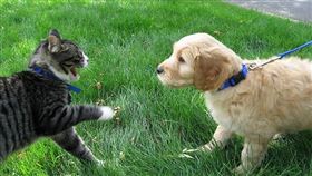 名家專用／毛起來MAOUP（勿用）