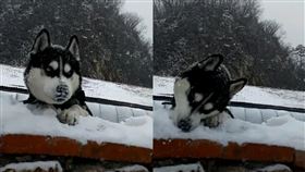 月底到了？「餓哈」趴牆狂嗑積雪　網笑：加點醬更好吃（組合圖／翻攝自抖音95399582）