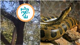  印度發現巨大蟒蛇，不停在樹上爬行。（圖／翻攝自推特）