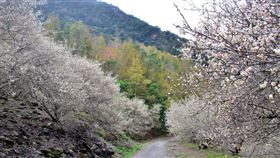 把握最後花期　台東新武部落賞梅要快台東梅花提早在去年12月中旬開花，南橫公路新武部落的梅花目前已過了盛開期，開始逐漸凋落，賞梅要把握最後這幾天。中央社記者盧太城台東攝　109年1月4日