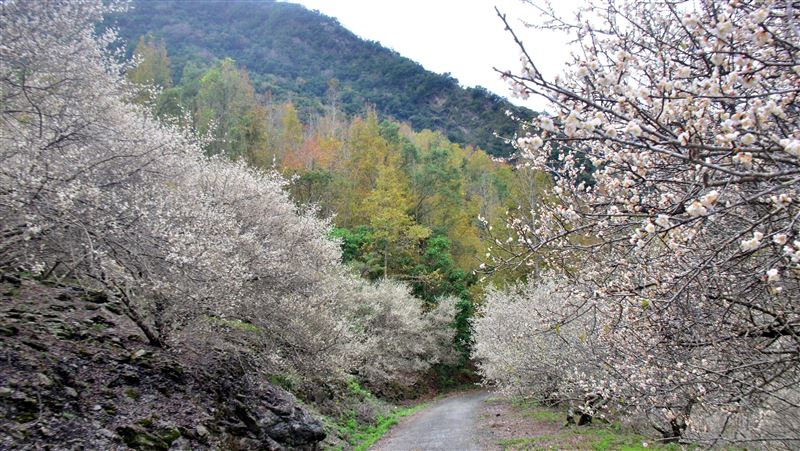 梅花開遊客樂　台東農卻為「這個」憂