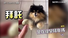 Mocha對牠的新玩具愛不釋手。