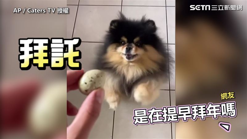 毛小孩拿到玩具不肯放　網一看全嚇傻