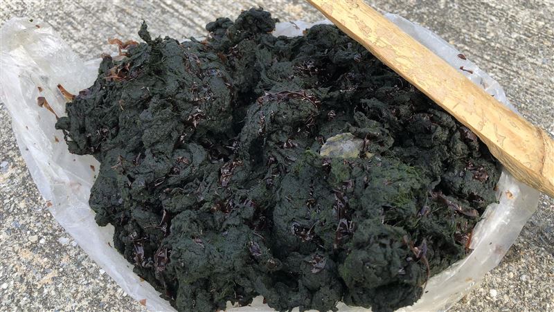 馬祖冬季限定美食　「菜垢」搶鮮上市