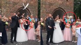 白鴿,結婚,儀式,典禮,鴿子