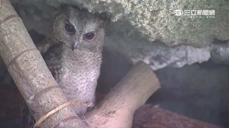 公園拾獲貓頭鷹！他心動想養　網勸退