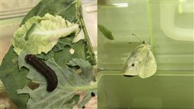 菜蟲認真養大變這樣　大驚「太勵志了吧！」（圖／翻攝自Dcard）