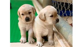 近期有4到5胎的拉不拉多緝毒犬幼犬誕生，海關對外徵求寄養家庭。（緝毒犬培訓中心提供）中央社記者吳佳蓉傳真　109年1月5日