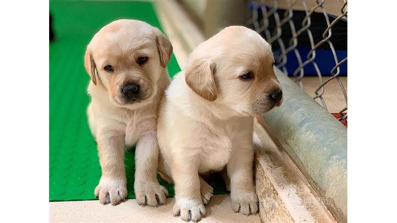 5隻超萌緝毒犬寶寶　海關徵寄養家庭