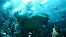 爸媽快看！親子遊這些地方「免費」玩