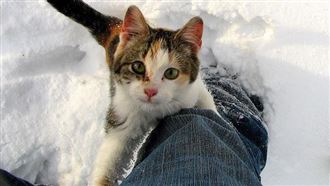 你抱貓咪的姿勢正確嗎？