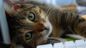 名家專用／毛起來MAOUP（勿用）