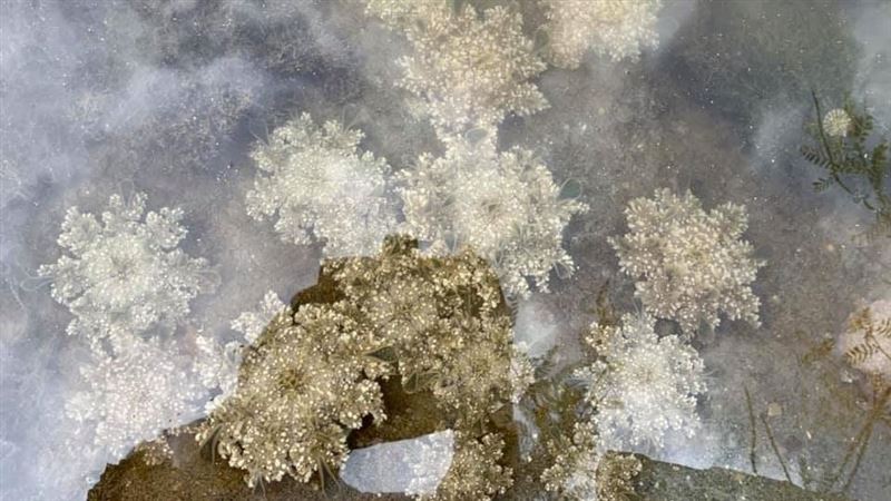密集恐懼症慎入！萬隻水母現身廢魚塭