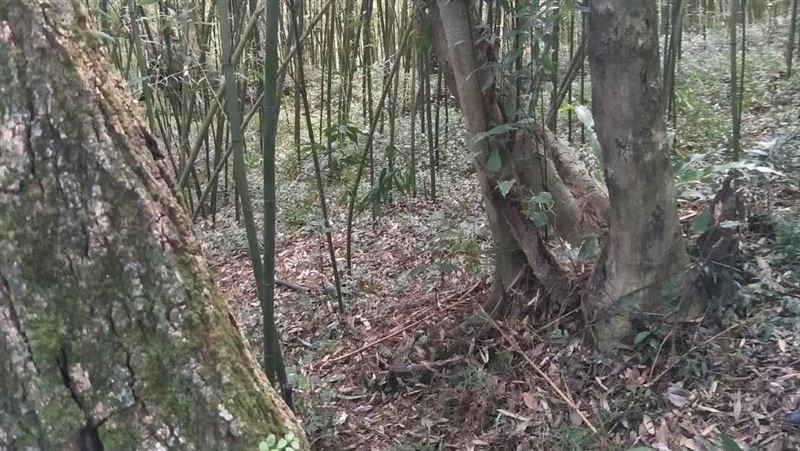 胞兄疑欠債上絕路！男星昔發聲明切割