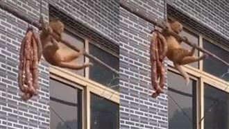橘貓吊單槓偷腸　網：沒看過貓健身膩