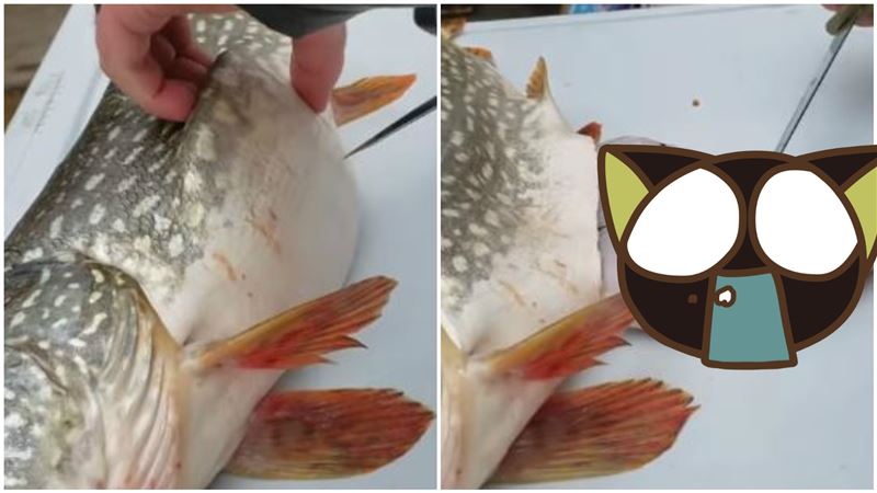 男河邊釣大魚！剖開見「活跳跳」嚇傻