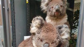 澳洲野火肆虐，擴散至袋鼠島保護區，救難單位5日表示，島上無尾熊恐怕有半數死亡，還有許多重傷。(圖/facebook.com/kiwildlifepark)