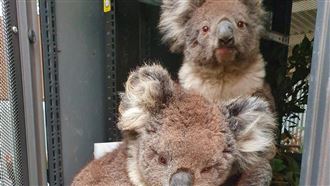 澳洲野火肆虐袋鼠島　無尾熊族群受創