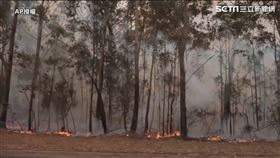 澳洲大火
圖／AP授權