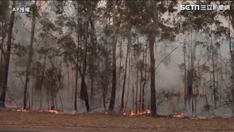 澳洲野火肆虐！除了祈禱還能做這4事