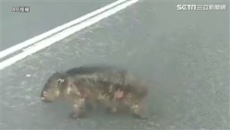 澳洲燒掉3個台灣　恐再燒1個多月