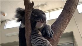 無尾熊超猙獰鳳眼　伸壯手：我來救你
圖／翻攝自englandhill_zoo推特