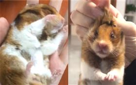 倉鼠偽冬眠，用吹風機吹一吹復活。是ＺＴＸ而已微博