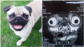 美國,巴哥犬,MRI,健檢,X光,外星人(圖/翻攝自PIXABAY)