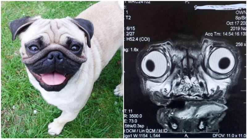 愛犬健檢變「異形」！獸醫吐超慘真相