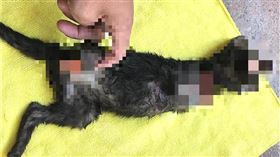 屏東,恆春,黑貓,虐貓,毛小孩（圖／翻攝畫面）