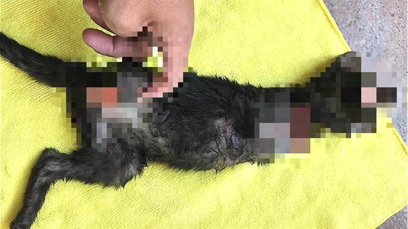 小黑貓遭虐殺割斷腳！愛媽報警怒緝凶