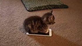 貓咪們在天氣寒冷的時候，都會窩在溫暖的地方取暖，比如被窩、紙箱等牠們最喜歡蜷縮在裡面睡覺或是休息。日前有位網友就在推特上發布了一張照片，照片中的小貓就坐在與牠一樣大小的手機上，好像正透過手機來取暖，這個可愛畫面上傳後，果不其然萌翻了眾多網友！（圖／翻攝自marinamiries推特）