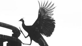 （圖／翻攝自推特@yasunosukegram）日本,孔雀,鳳凰,寺廟