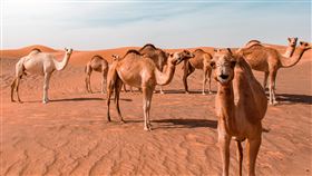 （圖／Pexels）駱駝