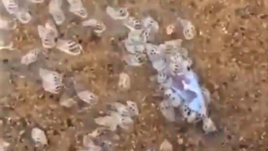丟入死魚30秒！海螺像喪屍爬出狂嗑