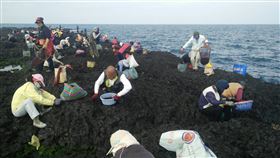 澎湖姑婆嶼紫菜盛產　數百名民眾埋頭採黑金澎湖縣白沙鄉赤崁村近300名村民7日前往姑婆嶼挽紫菜，今年野生紫菜在寒流來襲下，生長情形良好，每名民眾埋首採素有「黑金」美譽的紫菜都大有收獲。中央社　109年1月7日