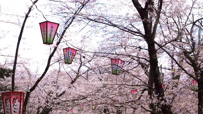 日本賞櫻不用人擠人！直飛祕境鳥取