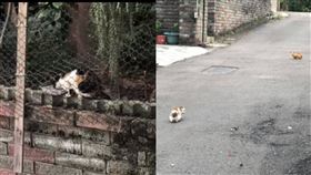  爆怨公社，有網友控訴鄰居亂餵養流浪貓，讓他環境超糟糕，車子花圃全都遭殃。（圖／翻攝自爆怨公社）