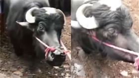 （圖／翻攝自微博）中國,懷孕,母牛,屠宰,靈性