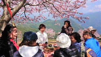 台灣連假旅遊推薦玩法：228賞櫻去