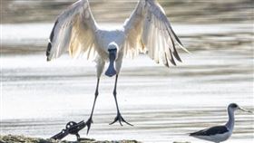 黑面琵鷺被 捕獸鋏 鳥友 汪承禎攝影