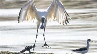 心好痛！黑面琵鷺「戴腳鐐」拖獸鋏飛