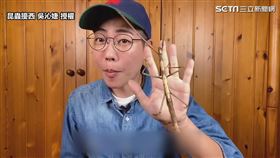 ▲來自印尼的「白紋巨竹節蟲」。（圖／昆蟲擾西吳沁婕Dee the bugbuff 授權）