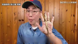 特大號竹節蟲　專家解說時突表演噴卵