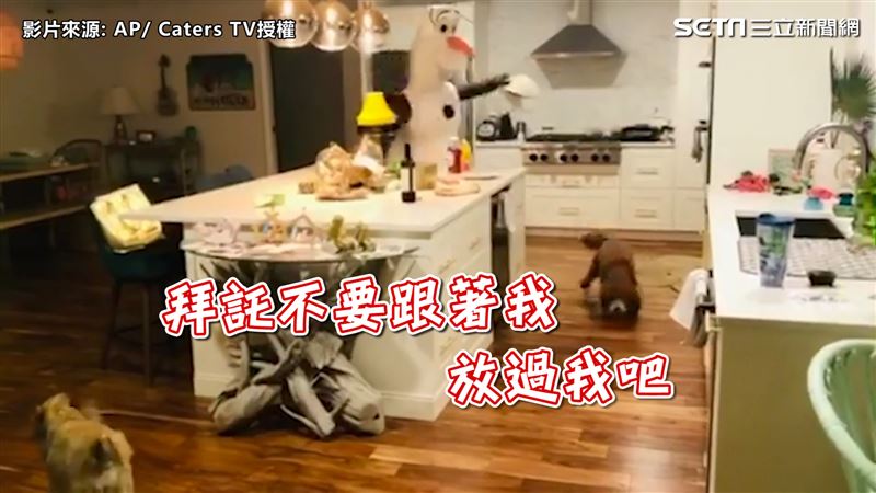 雪寶突出現　毛小孩嚇到不斷「啪達」