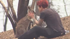 文 澳人怒野火1700